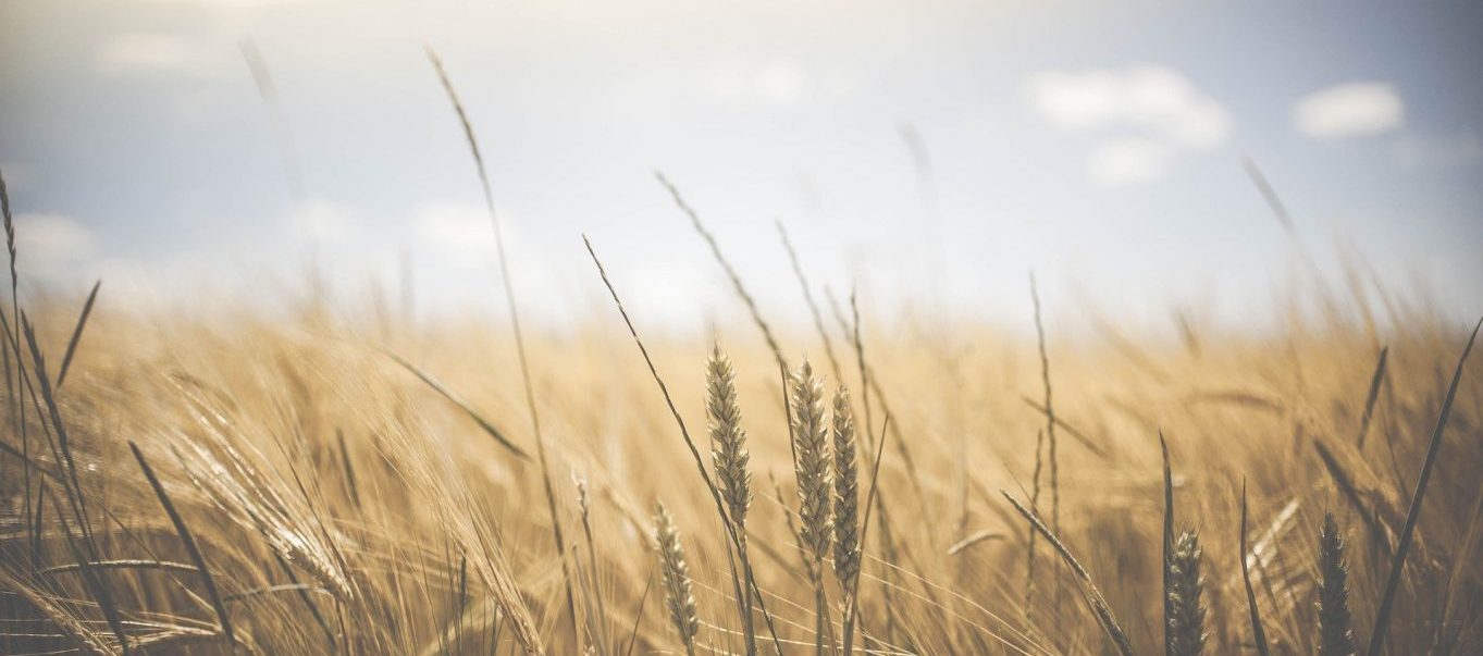 agriculture-1845835_1920 agriculture-1845835_1920